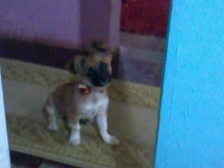 ENCONTRADA! - Procura-se Mel no bairro Centro em Criciúma