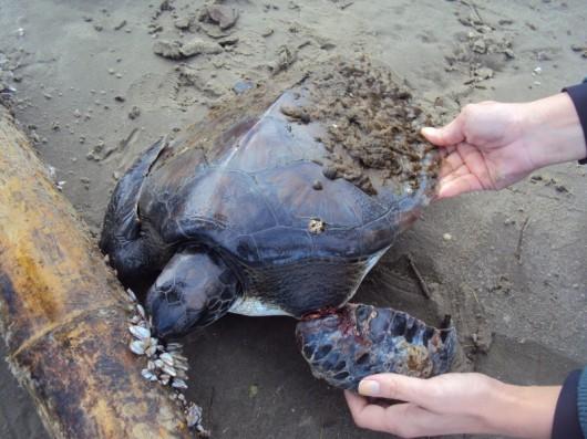 Tartaruga ferida é encontrada por pescadores no Rincão