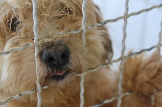 Centro de Zoonoses de Criciúma disponibiliza animais para adoção