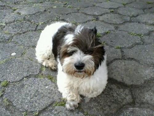 CÃOZINHO PERDIDO NO MORADAS DA COLINA