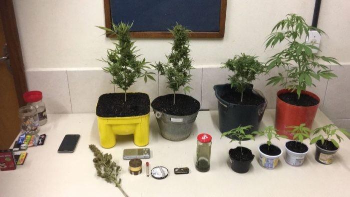 Jovem flagrado com nove pés de maconha em casa