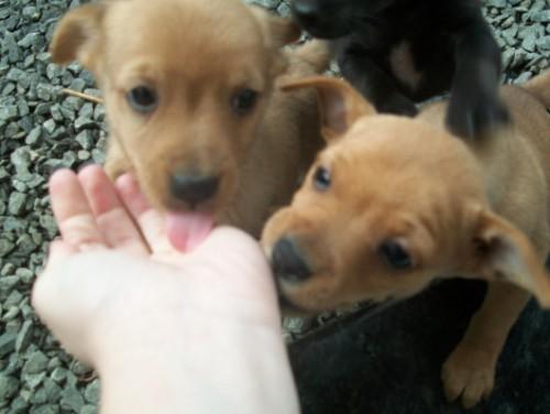 Cachorrinhos para Adoção