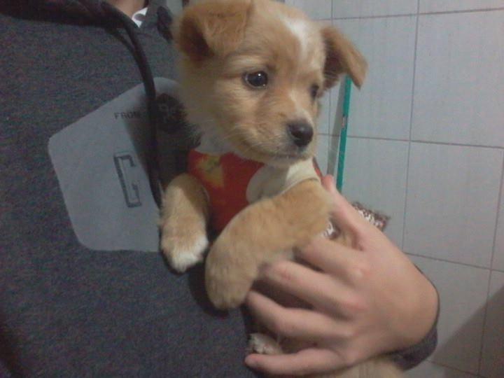 Animal encontrado no bairro Nossa Senhora Da Salete