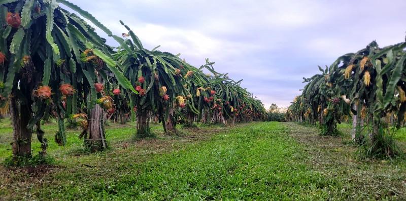 Colheita da pitaya abre oficialmente em Santa Catarina nesta sexta-feira