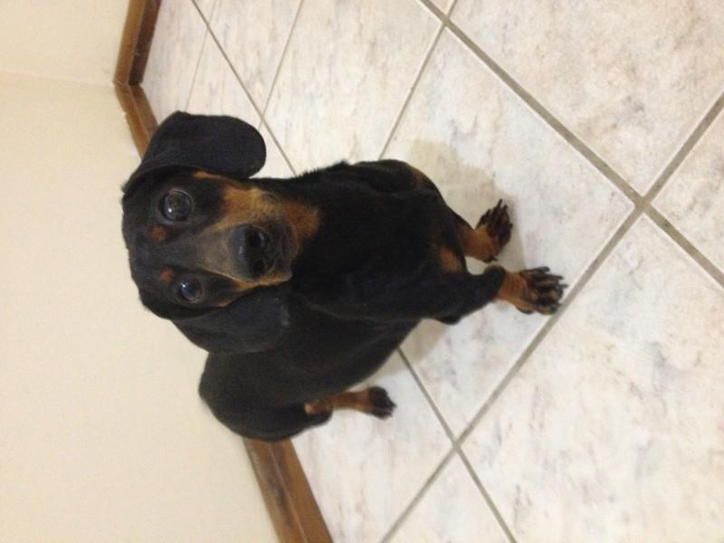 Animal encontrado no bairro São Cristóvão 