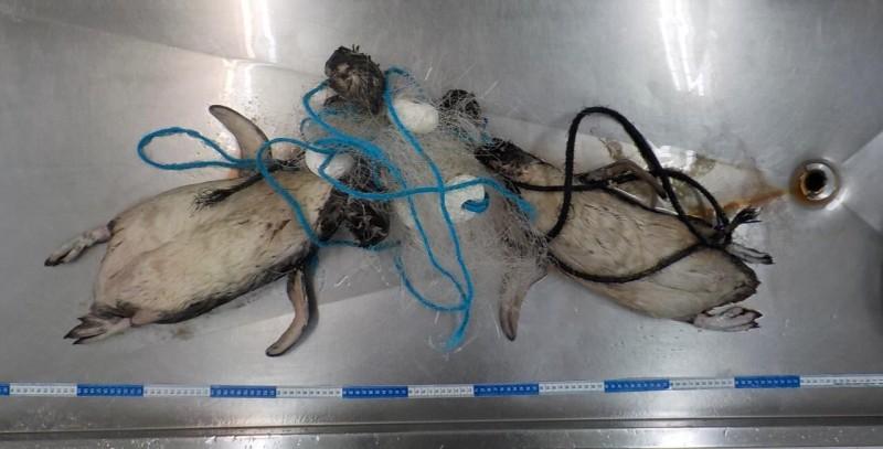 Pinguins são encontrados mortos presos em rede de pesca