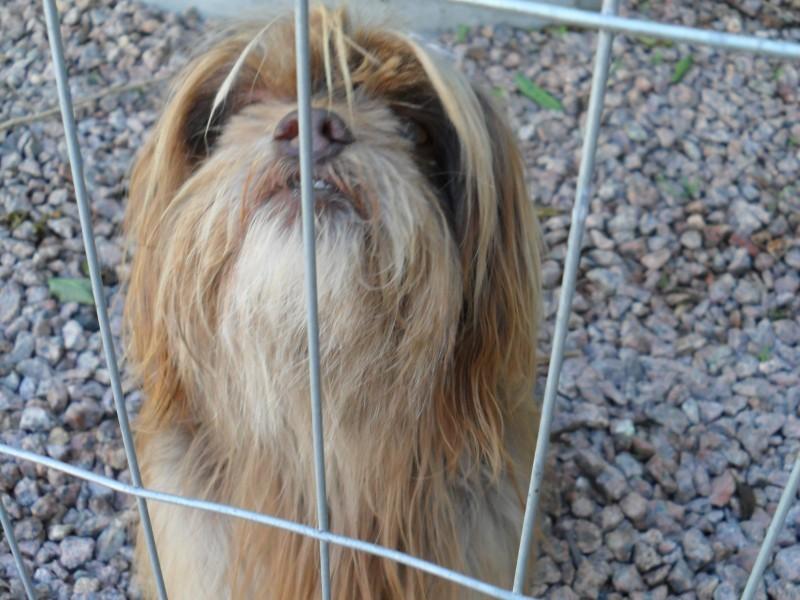 Animal encontrado no bairro Tereza Cristina