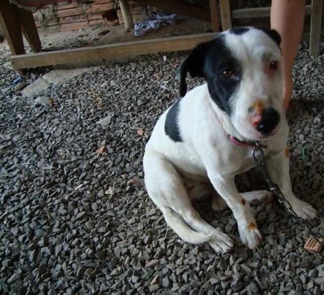 Animal encontrado no bairro Cidade Mineira Nova