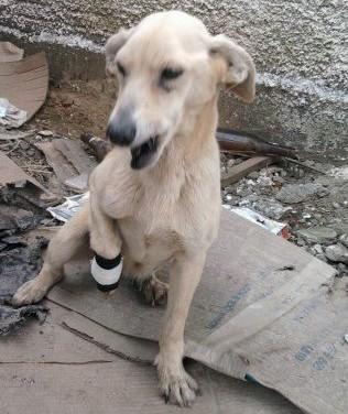 Cães abandonados em questão precária em rio São Bento Alto