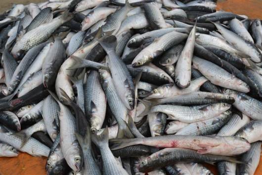 No Balneário Rincão, mais de 120 toneladas de tainhas foram capturadas