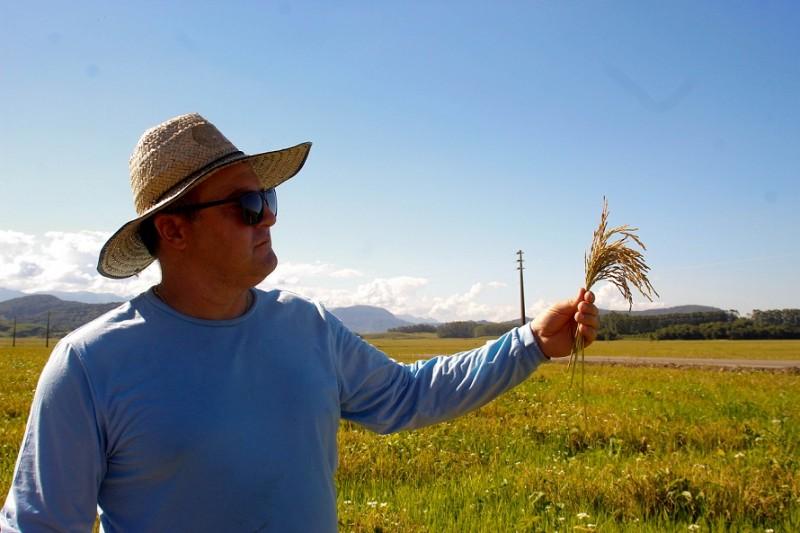 Arroz cultivado em SC é de alta qualidade: descubra o porquê