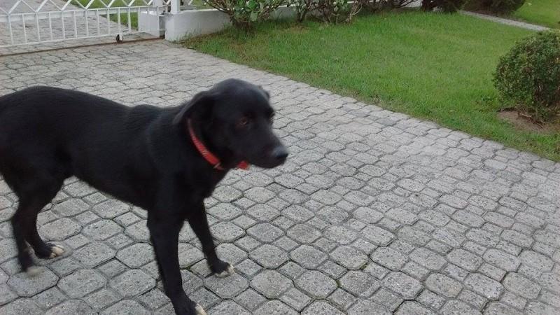 Animal encontrado no bairro Pio Correia