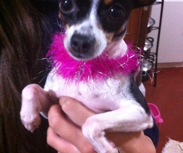 Animal encontrado no bairro Comerciário