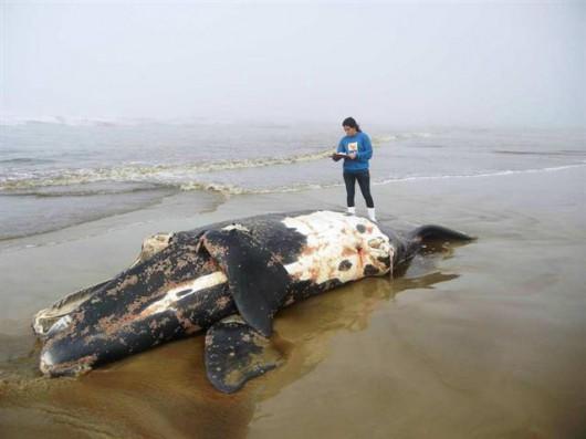 Filhote de baleia franca encalha em Laguna