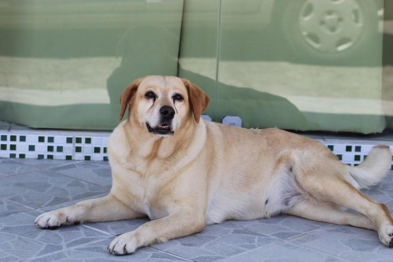 Animais abandonados em Balneário Rincão preocupam ONG 