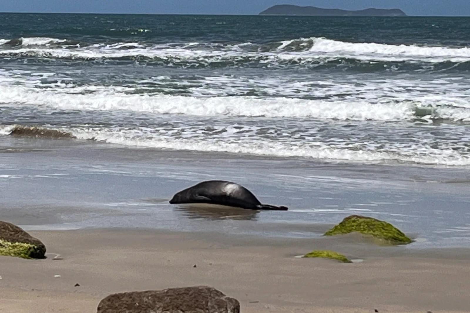Fêmea de elefante-marinho deixa filhote e retorna ao mar após encerrar período de amamentação em Garopaba