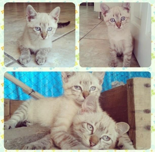 Gatas para adoção
