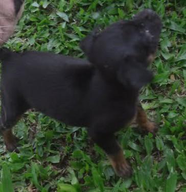 Procura-se Brucy no bairro Ouro Negro, em Forquilhinha