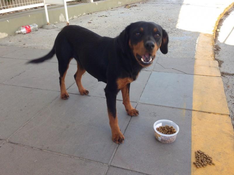 Animal encontrado no bairro Pio Corrêa 