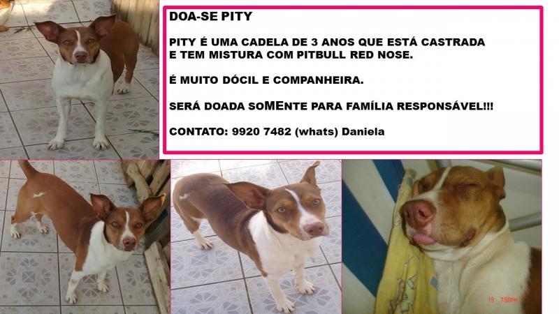 Animal para doação - Pity