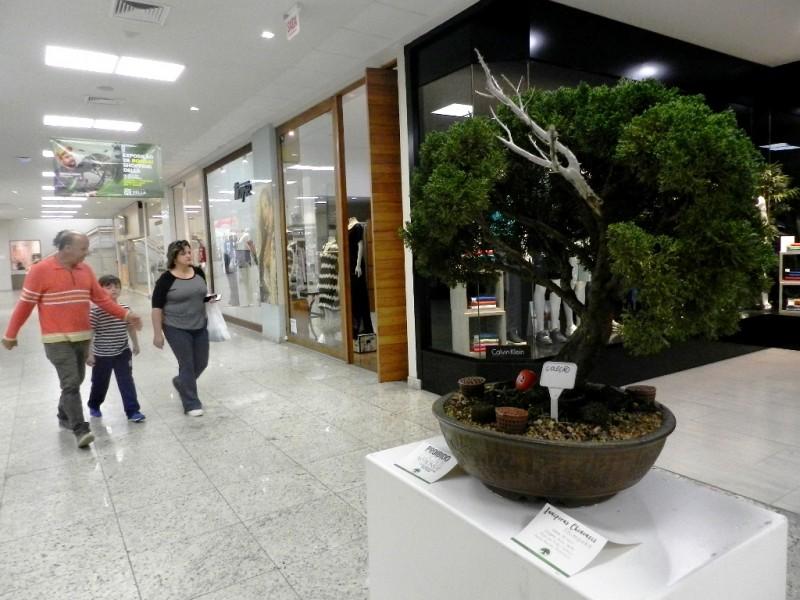 Últimos dias para conferir exposição de bonsai