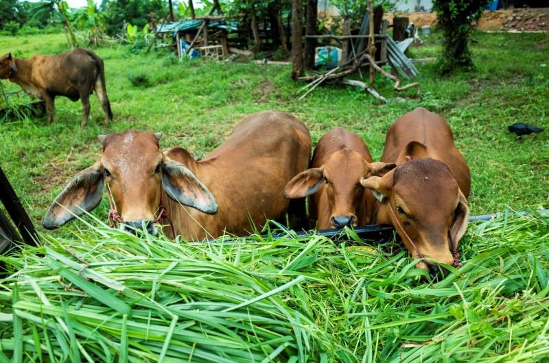 Produtores de gado de Morro da Fumaça podem solicitar subsídio de 50% do valor de sementes de pastagem