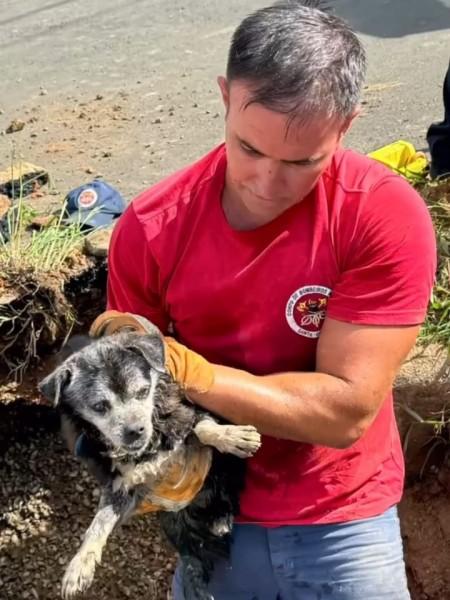 Vídeo: bombeiros resgatam cachorro de bueiro em Criciúma
