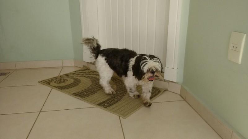 ENCONTRADO!!! Animal encontrado no bairro