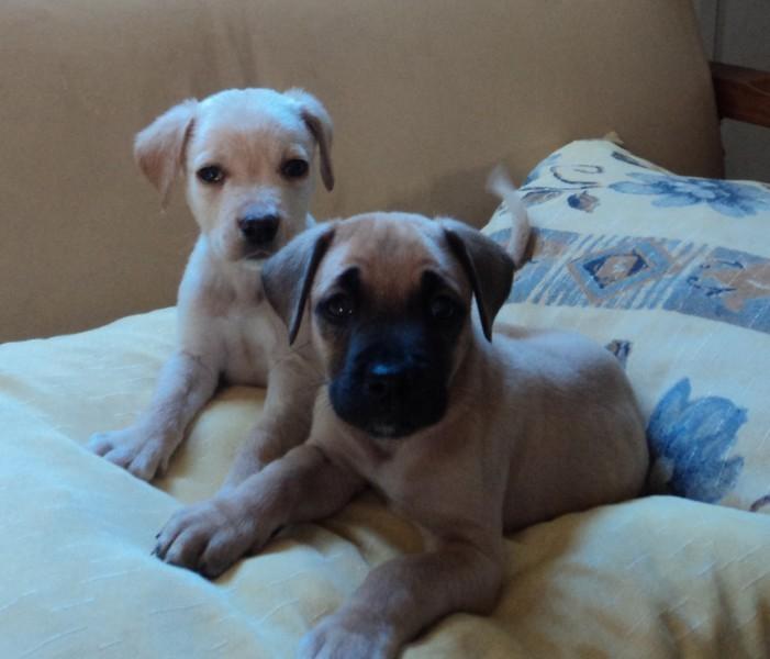 Animal encontrado no bairro Figueira