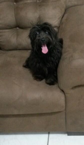 Animal encontrado no bairro Pinheirinho