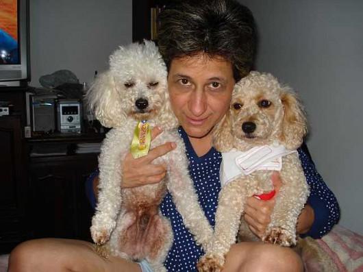 Poodles localizados