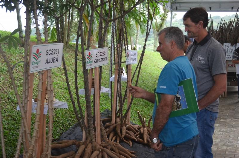 Novas variedades de aipim são lançadas na Epagri 