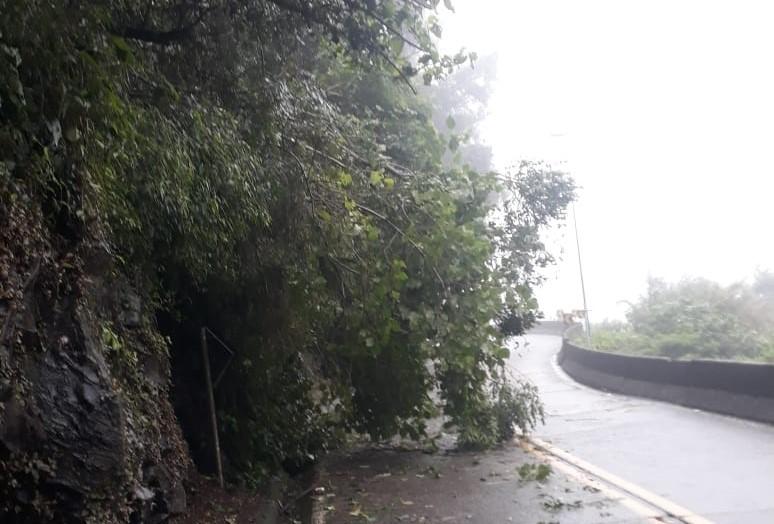 Queda de árvore deixa trânsito em meia pista na Serra do Rio do Rastro