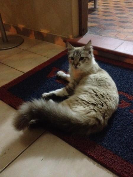 Animal encontrado no bairro Cruzeiro Do Sul