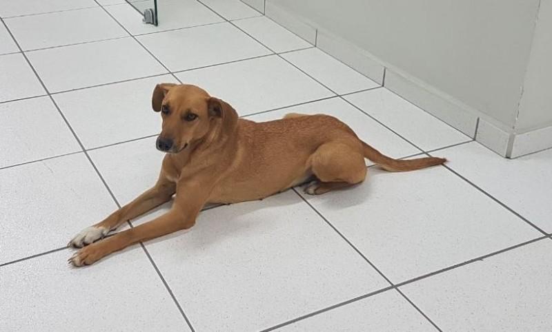 Animal encontrado no bairro Universitário