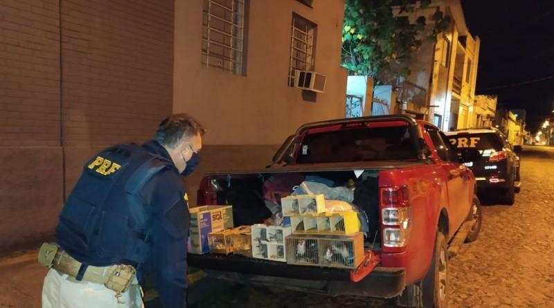 PRF apreende quase 60 pássaros silvestres que seriam levados para Criciúma