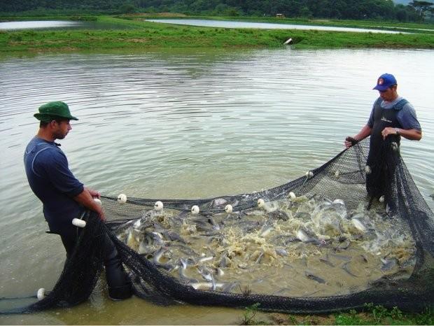 Santa Catarina aumenta em 10,6% a produção de peixes de água doce 