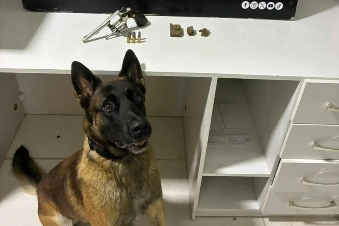 Cão de faro encontra arma carregada e jovem acaba preso em Criciúma