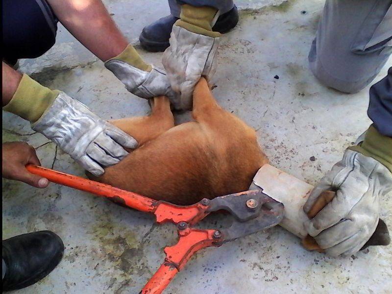 Cachorro fica “entalado” em tubulação — foto 2