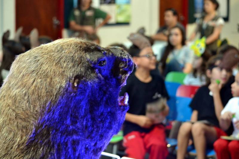 Museu de Zoologia da Unesc recebe primeiro exemplar de leão-marinho — foto 3