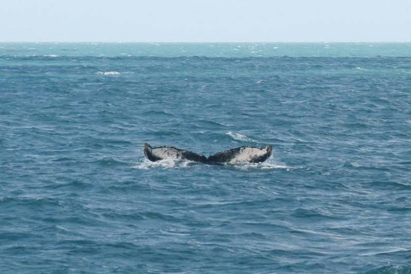 Rota da Baleia Franca estreia em evento de viagens — foto 2