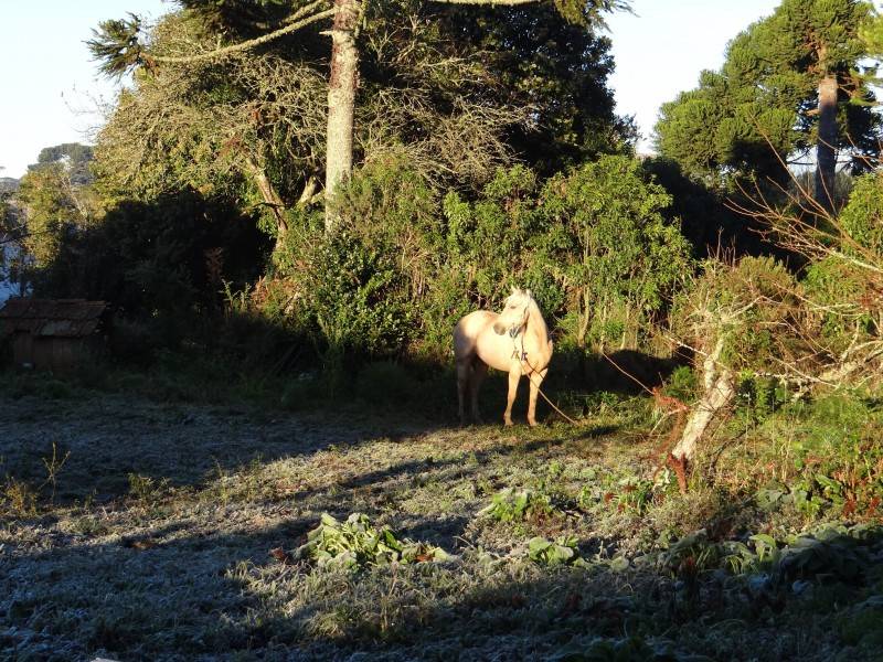 Mais um dia de geada e temperaturas negativas na Serra — foto 1