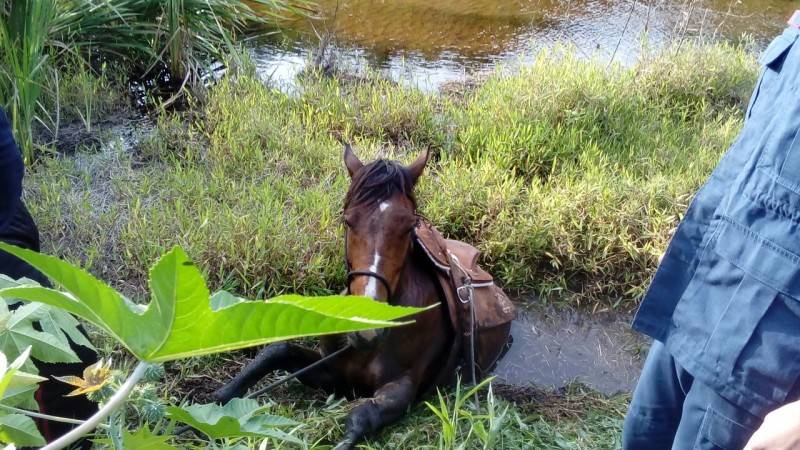 Bombeiros resgatam cavalo atolado em córrego — foto 1