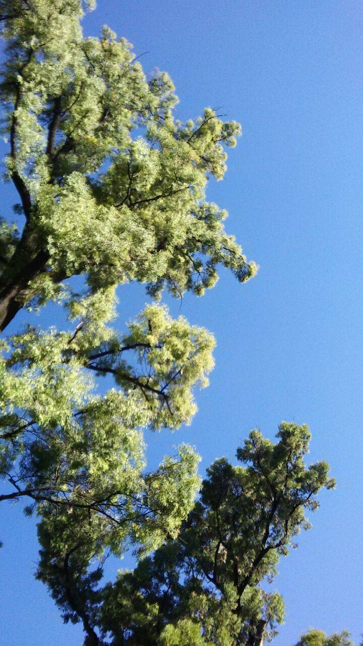 Sensação térmica pode chegar a 50 graus nos próximos dias — foto 1