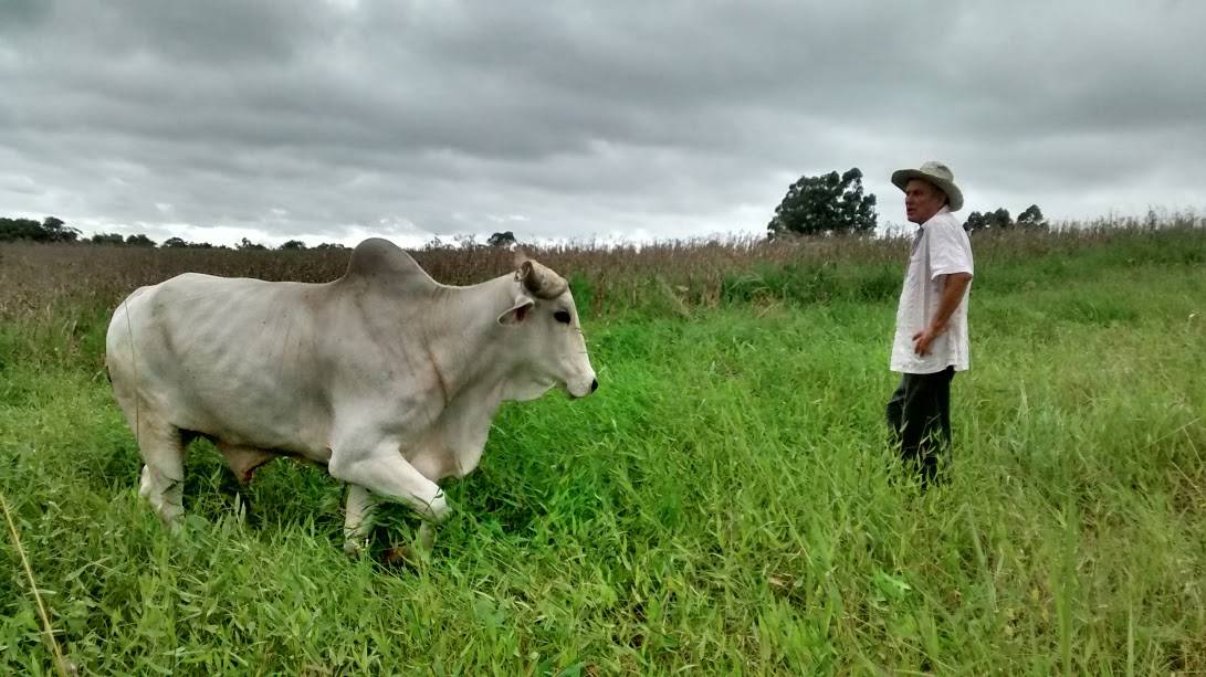 Eucaliptos e o seu Mazzuchello no caminho da Via Rápida — foto 3